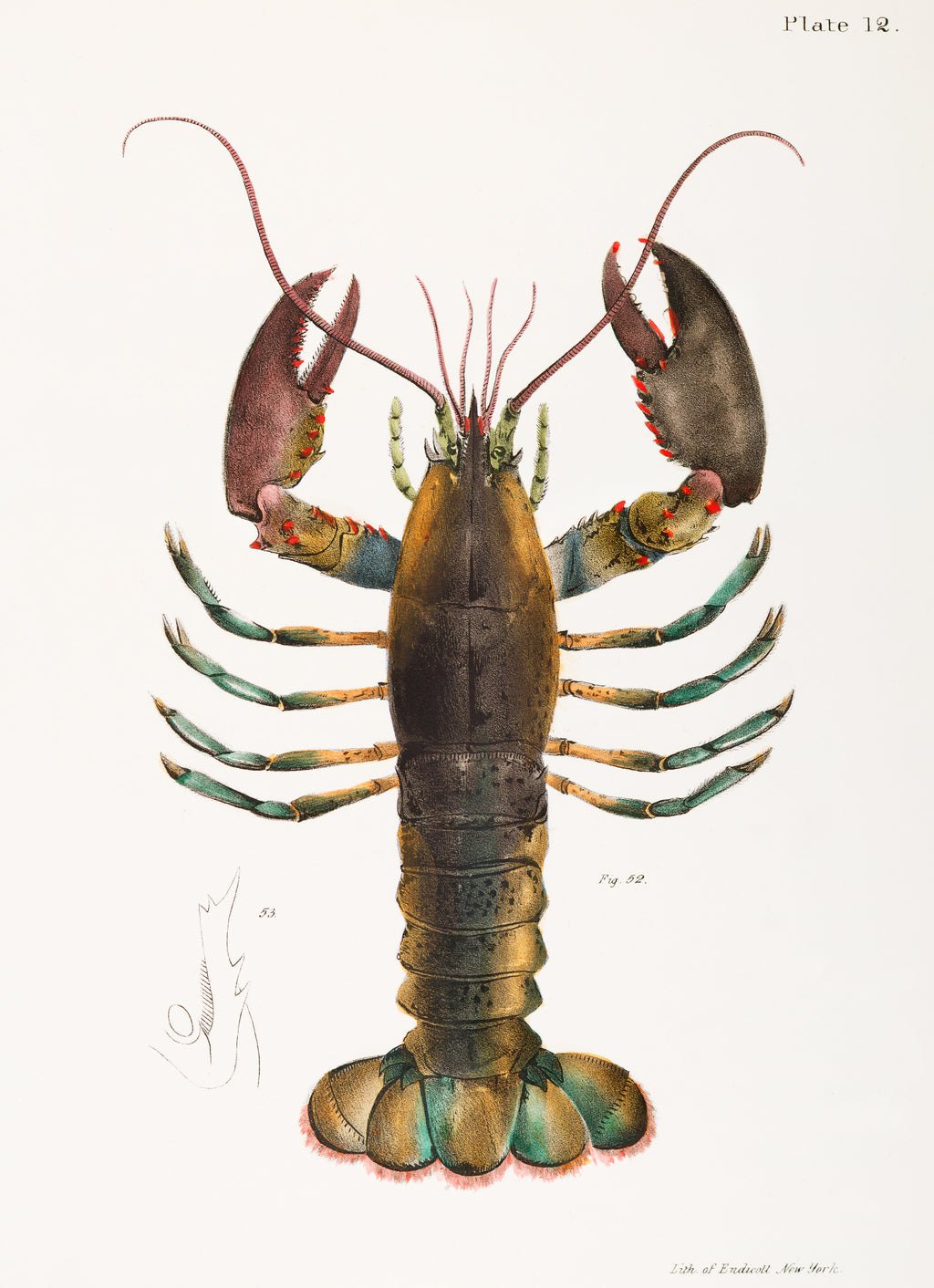 Hummer – Vintage Naturillustration