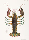 Hummer – Vintage Naturillustration