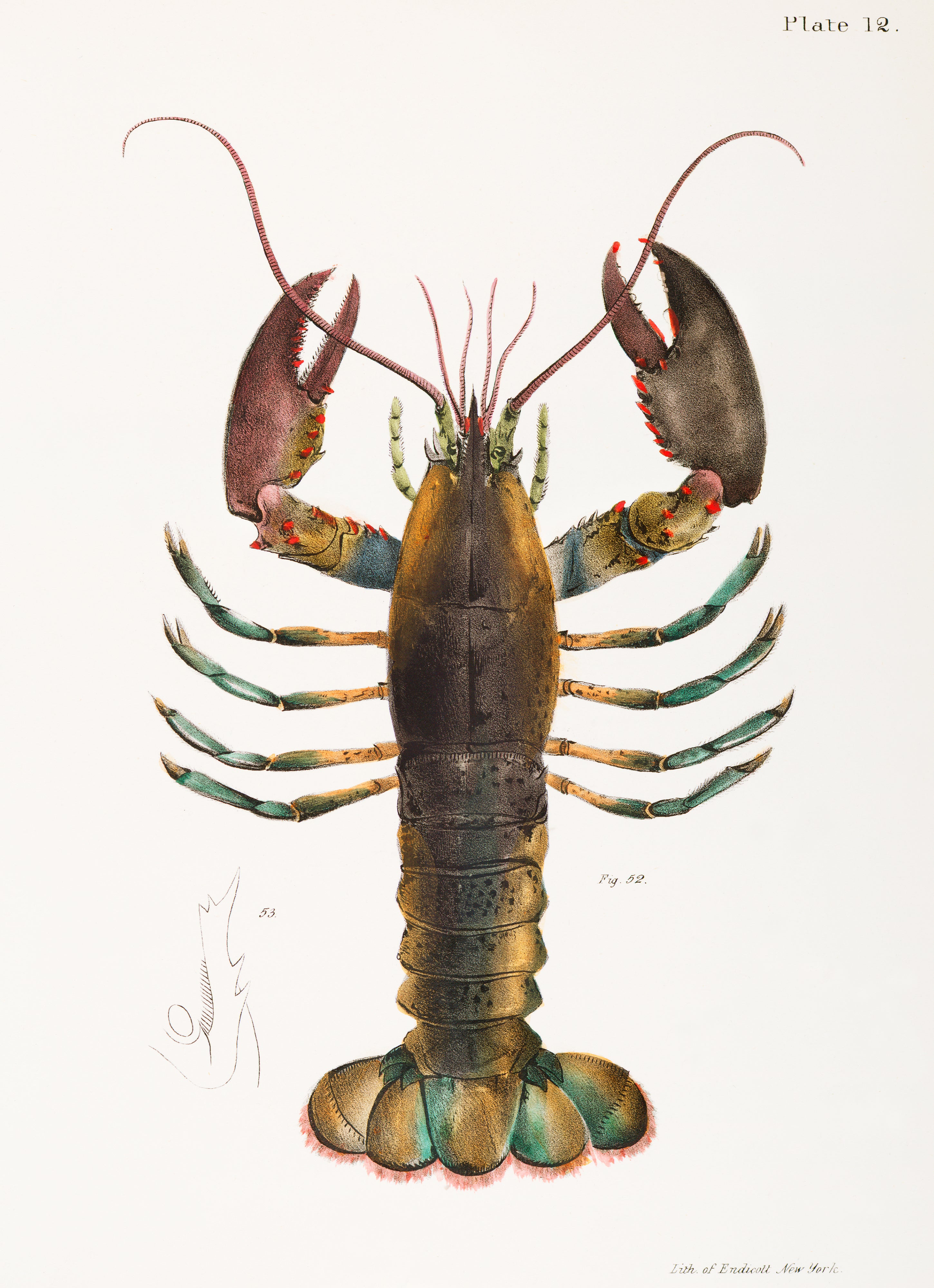 Hummer – Vintage Naturillustration
