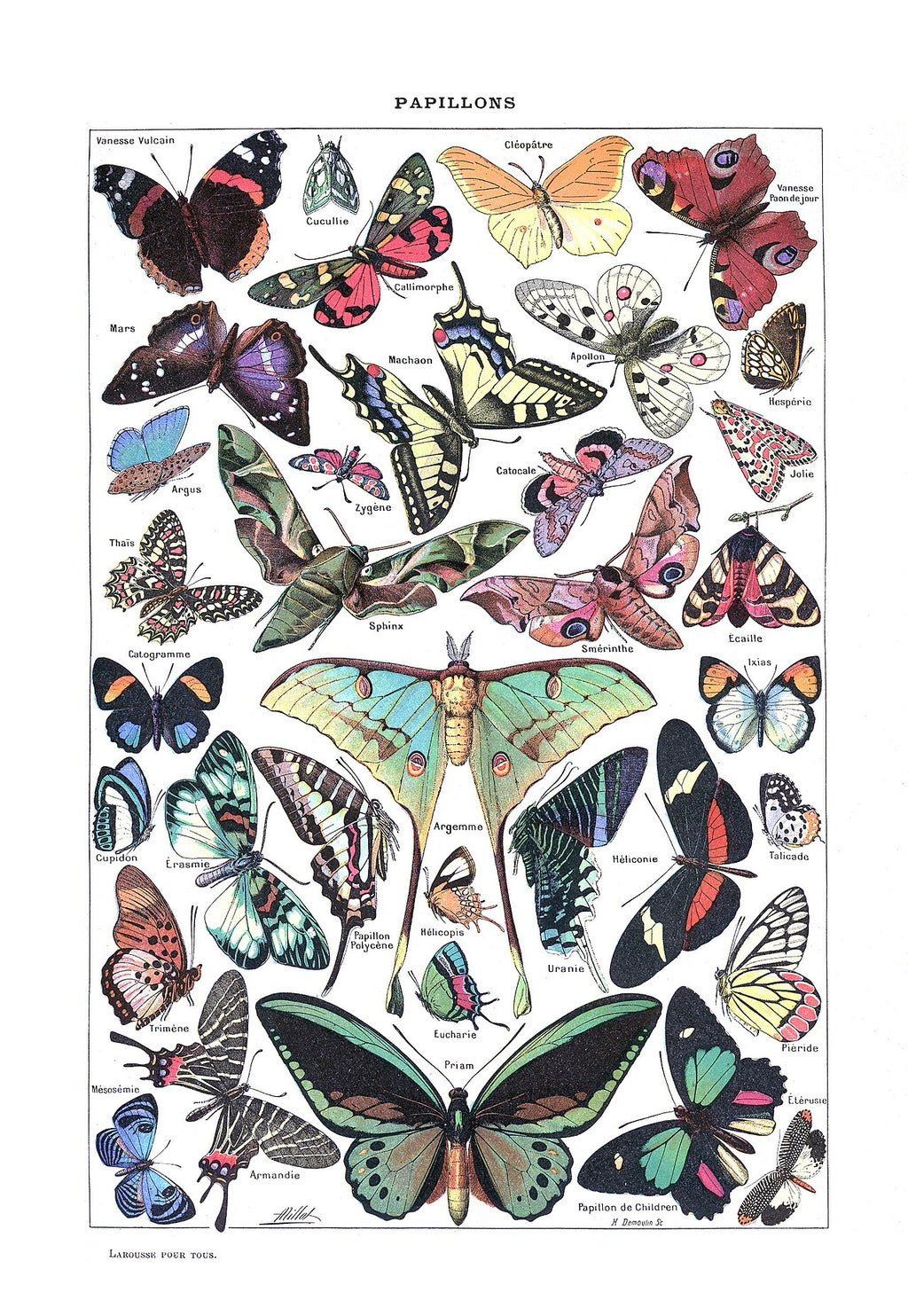 Papillons – Adolphe Millot | Vintage Naturillustration