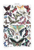 Papillons – Adolphe Millot | Vintage Naturillustration